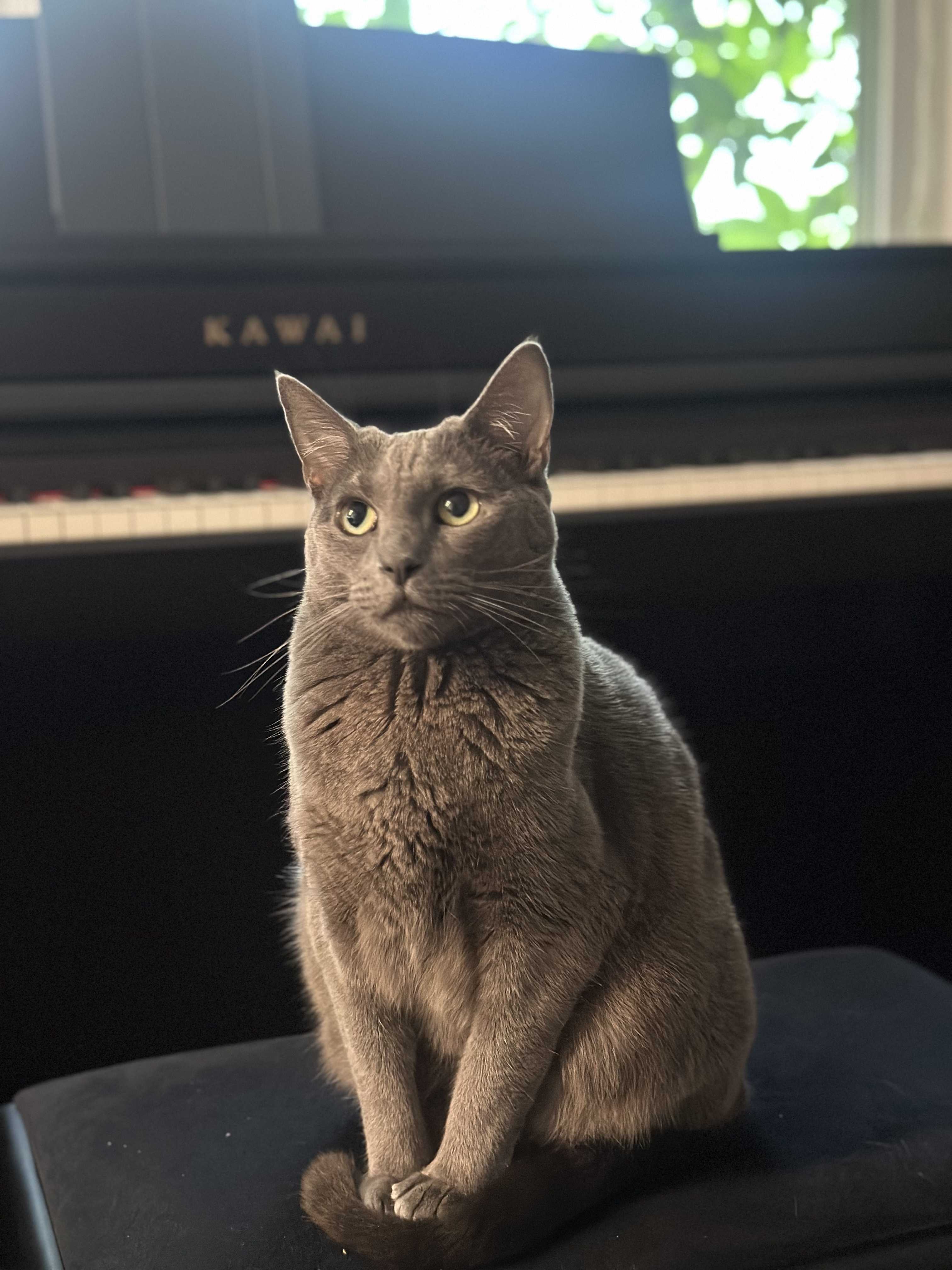 cat